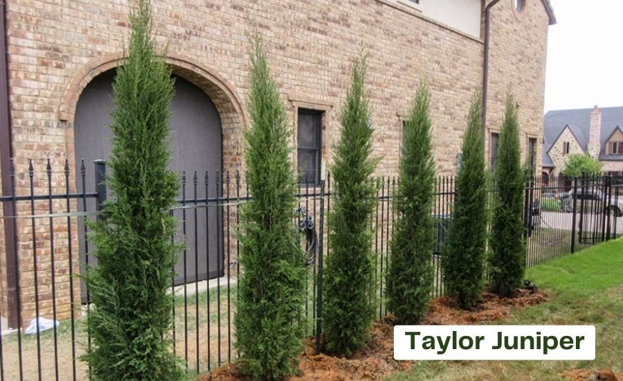 taylor juniper