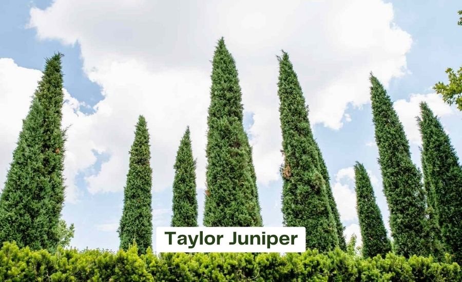 taylor juniper
