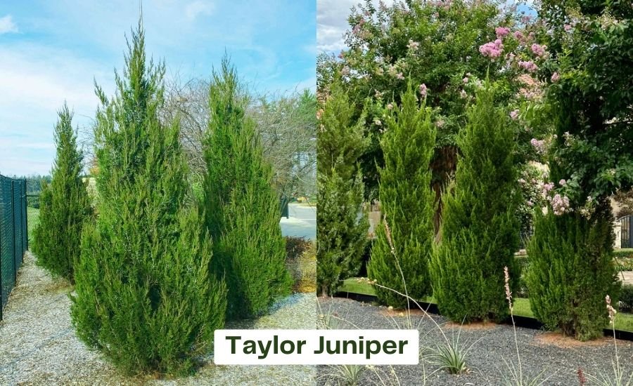 taylor juniper