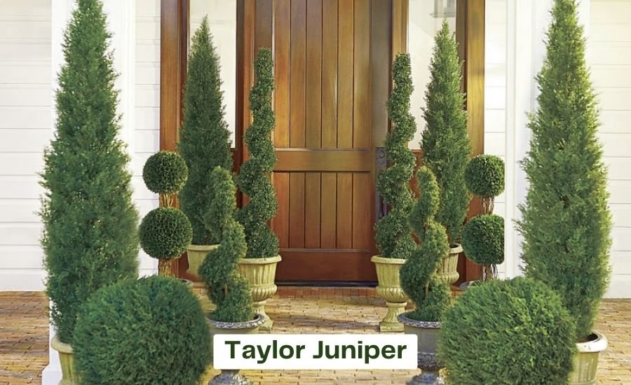 taylor juniper