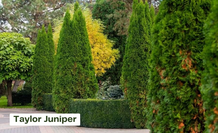 taylor juniper