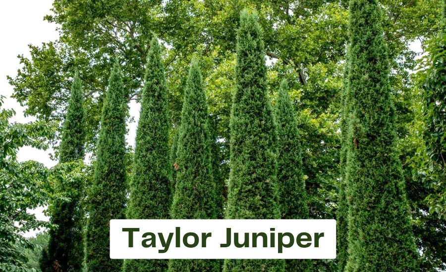taylor juniper